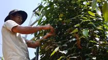 Coffee, pepper enterprises and farmers should connect well