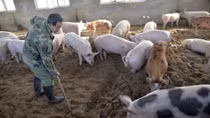 Trade ministry ensures pork supply despite African swine fever outbreak