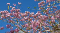 Rose trumpet flowers bloom in Soc Trang