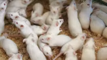 New Russian cancer drug increases survival rate of mice by over 50%