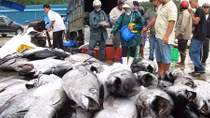 Vietnam's tuna exports to US increase