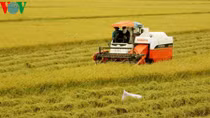 Vietnam aims to earn global reputation for rice quality