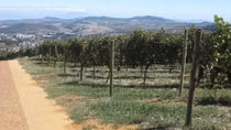 South African company to export fresh grape to Vietnam