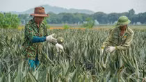 Beautiful pineapple fields shine on Dong Giao Farm