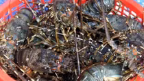 Measures sought to facilitate Vietnam’s shrimp export to US