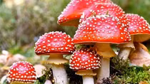 6 poisoned after eating wild mushrooms 