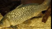 Vietnamese, Russian scientists find new strain of common carp