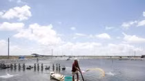 Japan tightens inspections on shrimp shipments from Vietnam