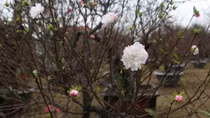 White apricot blossom blooms in Hanoi flower village