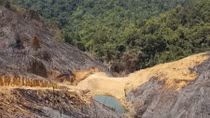 Vietnam’s forest coverage ratio reaches over 41%: MARD