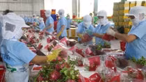 Ministry seeks to sell farm produce in face of nCoV outbreak