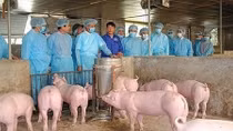 Vietnam aims to be free of African swine fever by 2025