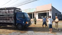 Police forces strive to prevent African swine fever from spreading to Southern localities 