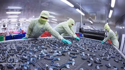 Shrimp exports reach 3.3 billion USD in eight months