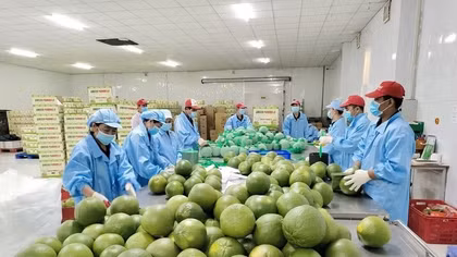 Vinh Long scales up green-skinned pomelo farming for export