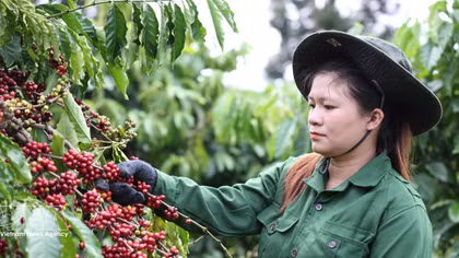 Buon Ma Thuot Coffee Festival to reach national level in 2027