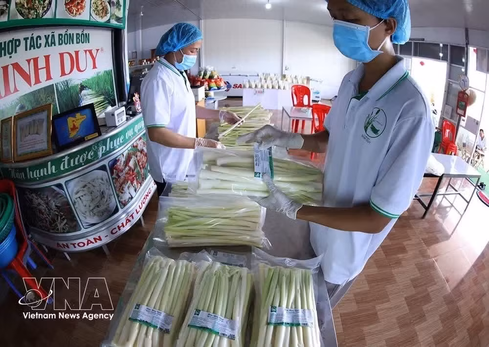 Processing and packaging of water spinach products at Minh Duy Water Spinach Cooperative in Hung My commune, Ca Mau province (Photo: VNA)