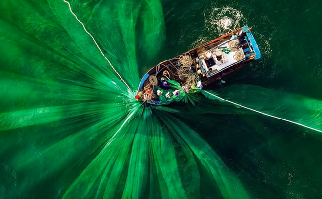 An image with the title of “Fishing”, snapped in the central province of Quang Ngai by Vietnamese photographer @alexcao has made the Top 50 of the #Green2020 contest. "I took this picture in the early morning of the first day of spring in Sa Huynh, which is famous for its fishing industry. At the time, the water was very clear and the boat was collecting nets that were full of anchovies," the author shared when discussing the background behind the photo.