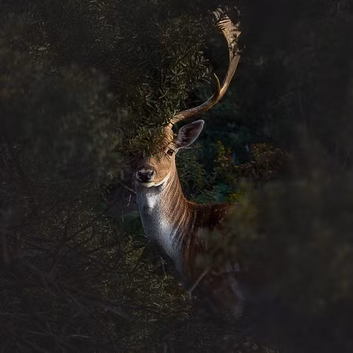 Following are some of the best 50 photos to feature in the contest. 'Oh deer' by @maxbuiting of the Netherlands Following are some of the best 50 photos to feature in the contest. 'Oh deer' by @maxbuiting of the Netherlands