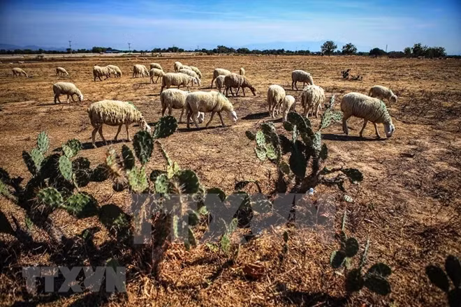 Prolonged drought has forced many agricultural areas in Thuan Bac and Ninh Thuan districts to stop production. Photo: VNA.