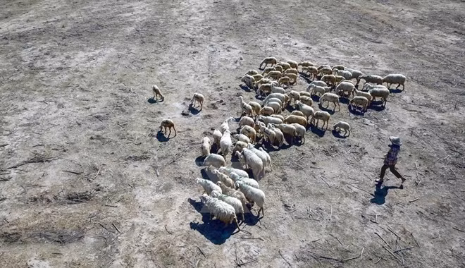 A herd of sheep seek for food in a barren field due to the drought. Photo: VNA.