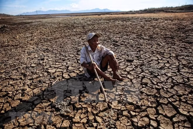 During the 2019-20 winter-spring rice crop, farming had to be stopped on nearly 8,000ha because of lack of water. Photo: VNA.