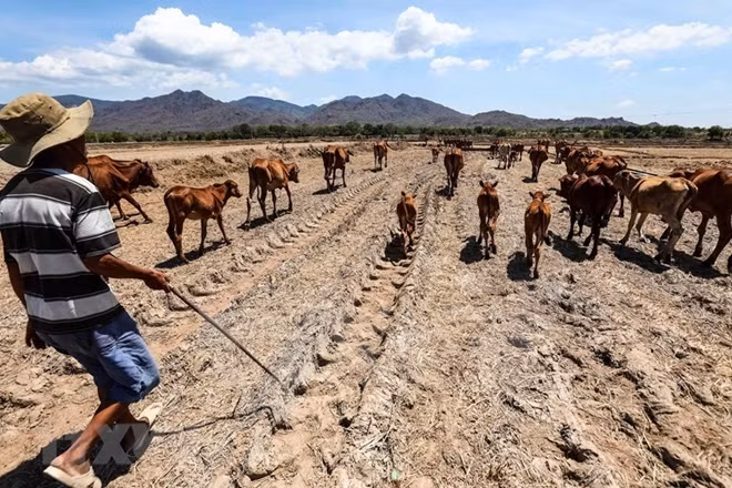 Hundreds of hectares of agricultural land in the south central province of Ninh Thuan have to stop production. Photo: VNA.