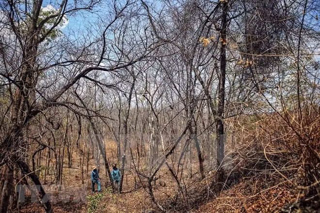 Forests in Ninh Son district have dried out during prolonged drought. Photo: VNA.