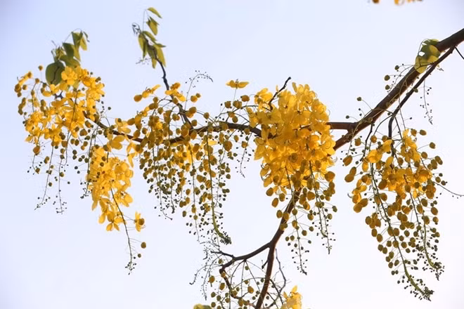 The yellow buds form in bunches measuring between 20 and 40 centimetres. Each branch holds around five buds of oval shaped petals. Photo: VNA