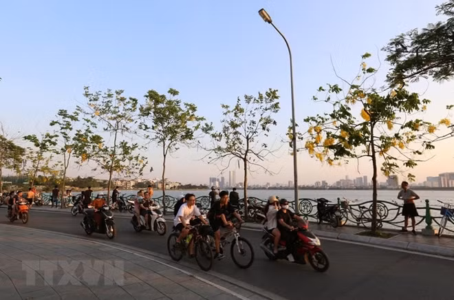 The flowers of trees known as ‘Muong Hoang Yen’ are also beginning to bloom at this time and fill the streets of Hanoi with a sea of vibrant yellow. Photo: VNA.