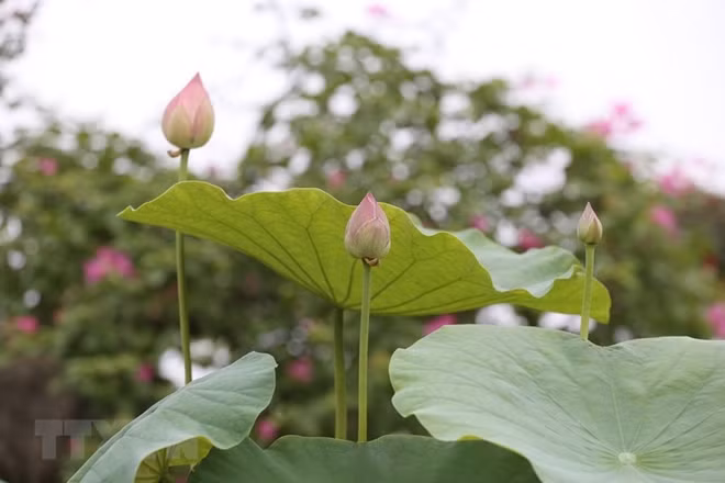 On summer mornings, visit the lotus pond to breathe in the scent of lotus flowers, make lotus tea or enjoy its taste in the peaceful ambiance of the West lake will remark as the most unforgettable Hanoi’s memory. Photo: VNA.