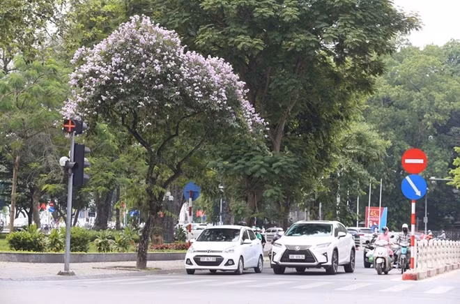 According to a legend, the crape-myrtle flowers represent innocent and faithful of first true love. Despite blooming for just a short period of time, the bright purple, pink and white of the flower brings a poetic beauty to the capital in the early days of the season. Photo: VNA.