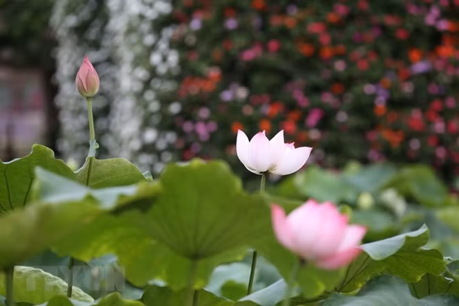 Lotus, the National flower of Vietnam is a delicate flower with many layered petals arrayed around a central core. Some of them will be sold in the market and the rest will be separated to get pistils for making famous West Lake lotus tea. Photo: VNA.