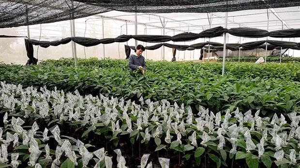Scientific research and technology transfer for the forestry sector in 2021-2030 will focus on the hybridisation of new varieties (Photo: VNA)