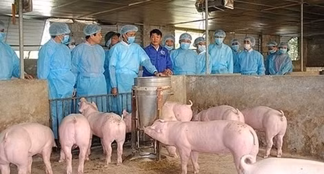 Vietnam successfully produces vaccine against African swine fever ảnh 2