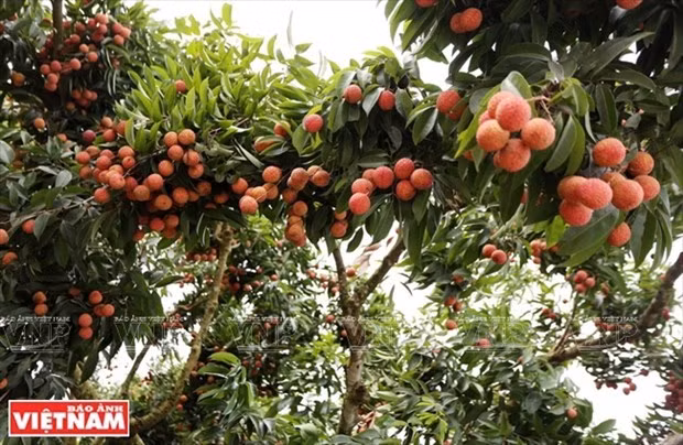 Lychees grown in Bac Giang province (Photo: VNA)