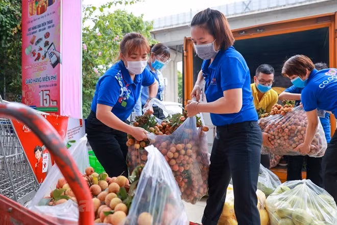 In order to create a sustainable sale channel for Vietnamese agricultural products, especially lychee,the VietnamPost Corporation (VietnamPost) joins hands with BacGiang farmers by creating an e-commerce platform to sell Thieu lychees online to domestic consumers and supermarkets.