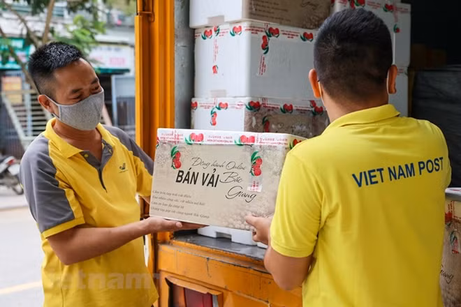 Every day, VietnamPost and local post offices arrange specialized transport vehicles to quickly deliver high-quality Thieu lychees to customers.