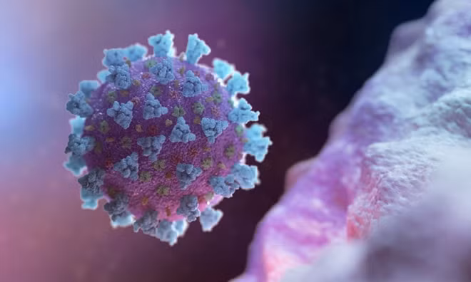 A model of a betacoronavirus, the virus linked to Covid-19. Photograph: NEXU Science Communication/Reuters