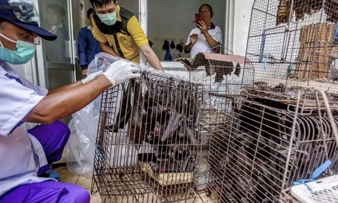 Health officials inspect bats to be confiscated in the wake of a coronavirus outbreak at a live animal market in Solo, Central Java, Indonesia. Photograph: AP