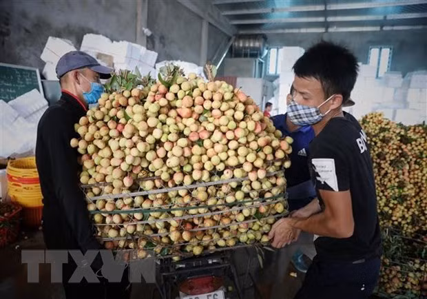 The main lychee harvest season will begin in mid-June. (Photo: VNA)