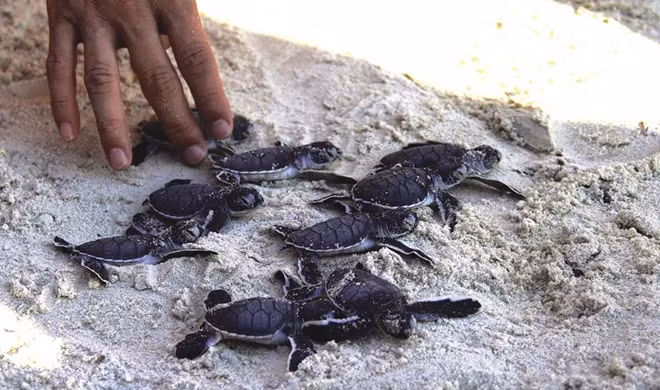 115 newborn turtles released to sea off Cu Lam Cham.