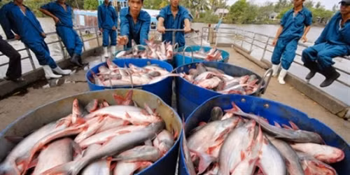 The Ministry of Agriculture and Rural Development expects to issue national technical standards for frozen tra catfish fillets by the year’s end (Photo:cafef.vn)