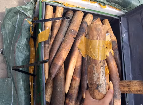 The suspected ivory found at Noi Bai airport on Saturday. (Photo: VNE) The suspected ivory found at Noi Bai airport on Saturday. (Photo: VNE)