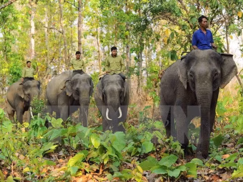 The Vietnam Administration of Forestry in partnership with the US Agency for International Development (USAID) announced the establishment of an elephant sanctuary in central Quang Nam province on September 7.