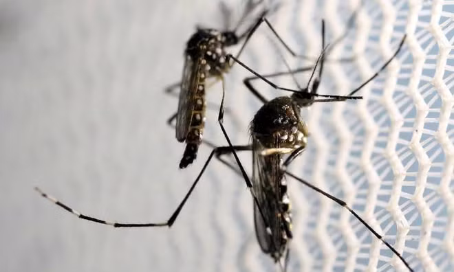 Aedes aegypti mosquitoes are seen inside Oxitec laboratory in Campinas, Brazil. (Photo:Reuters)