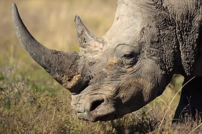 Vietnam will vote against Swaziland's proposal to legalise the rhino horn trade. Vietnam will vote against Swaziland's proposal to legalise the rhino horn trade.