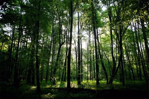 The sun shines through trees in a protected area of Bialowieza forest, the last primeval forest in Europe, near Bialowieza village, Poland, May 30, 2016. The sun shines through trees in a protected area of Bialowieza forest, the last primeval forest in Europe, near Bialowieza village, Poland, May 30, 2016.