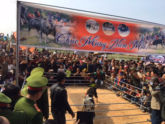 The festival’s highlight is a goat fighting contest to be held for the first time, which is expected to attract many local people and tourists. The festival’s highlight is a goat fighting contest to be held for the first time, which is expected to attract many local people and tourists.