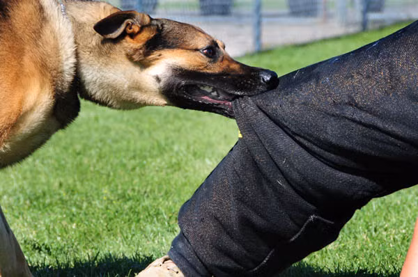 Health officials seek measures to eliminate rabies ảnh 1